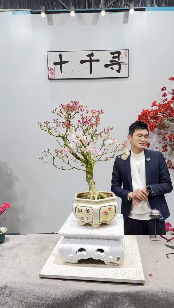 完全开放漳红缨三角梅