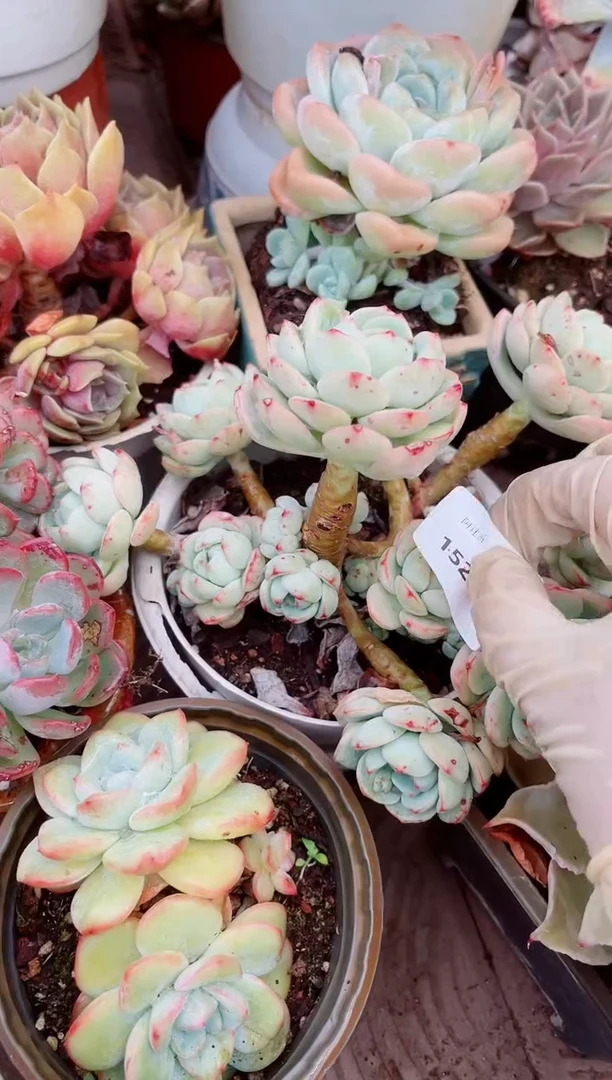 15277多肉植物一物一拍