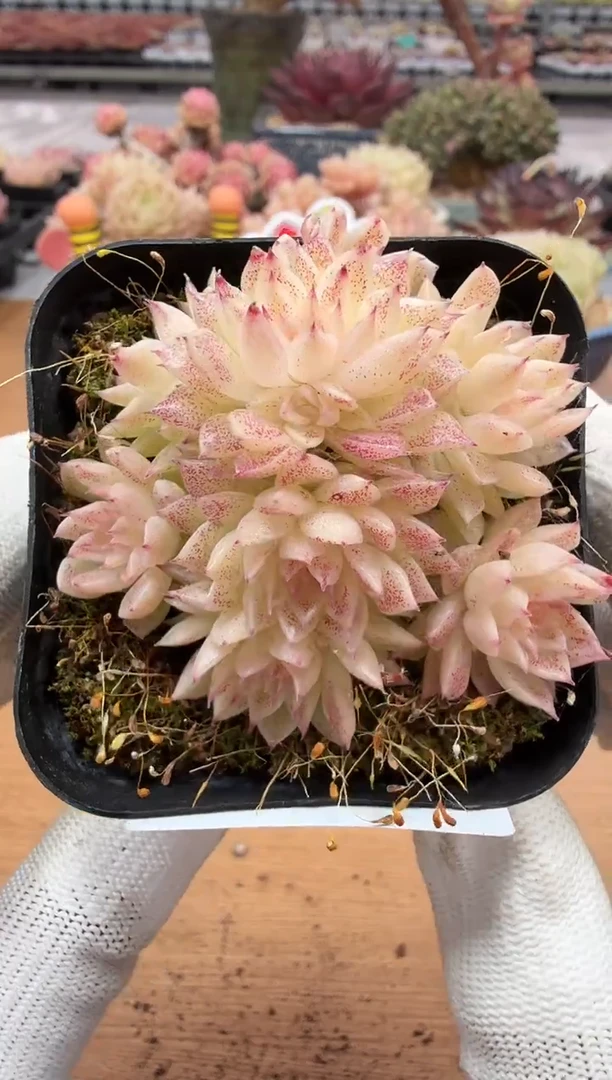 东云多肉园二店-33