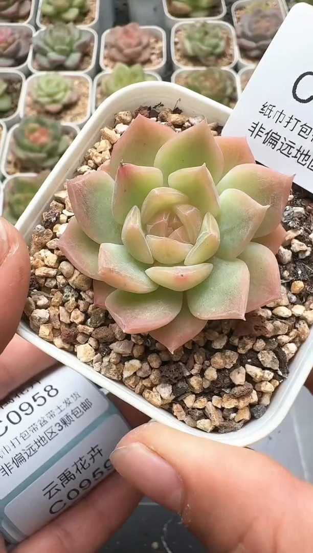 957C云禹多肉植物 带盆土纸巾打包 3颗包邮