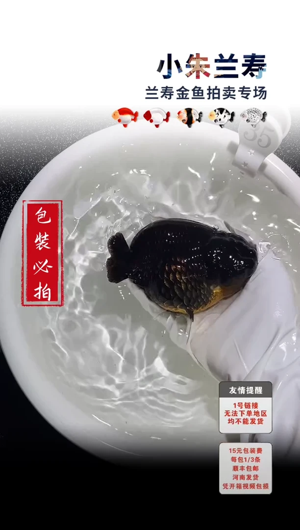 金鱼包装必拍未拍顺丰到付35号