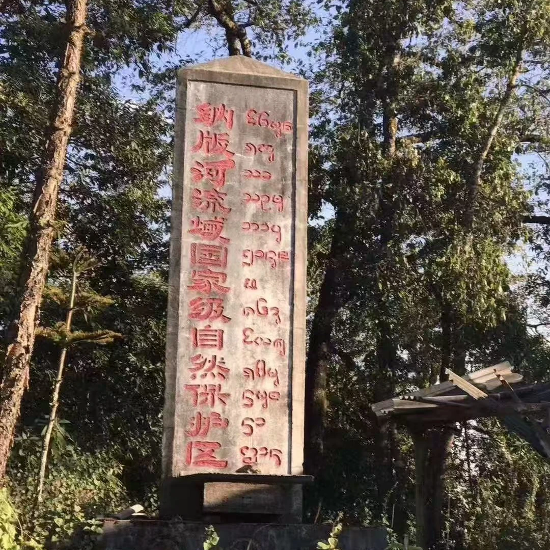 云南普洱生茶2014年弯弓保护区古树生茶散料100克