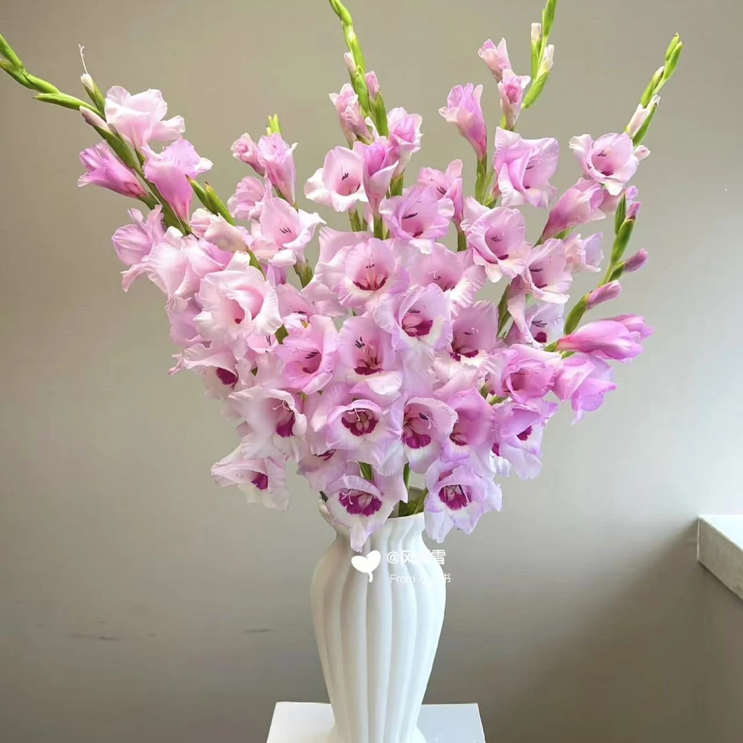 一帘幽梦  剑兰 5枝家居鲜切花 常州鲜花批发 江浙沪皖次日达