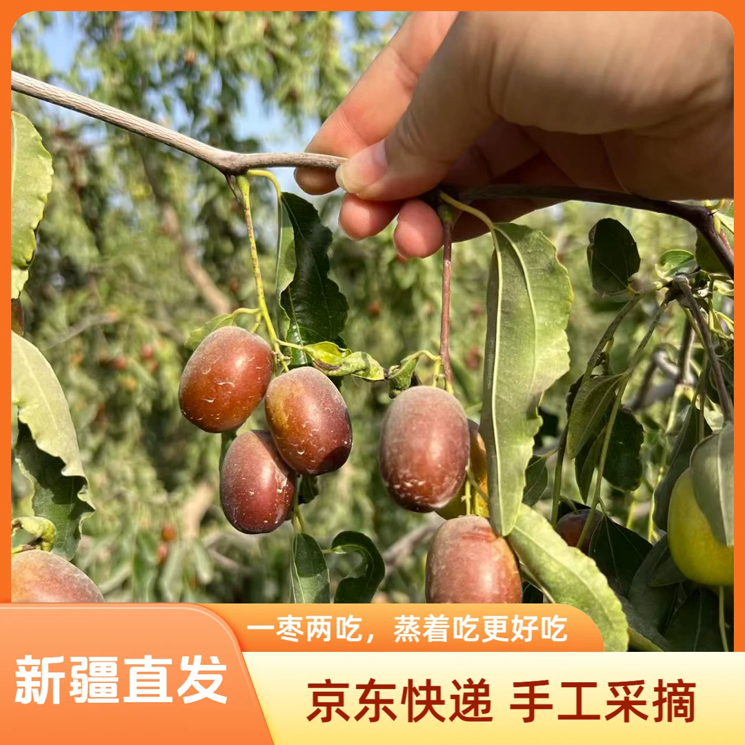 【京东】新疆鲜灰枣5斤阿拉尔第一师十一团九连兵团直发