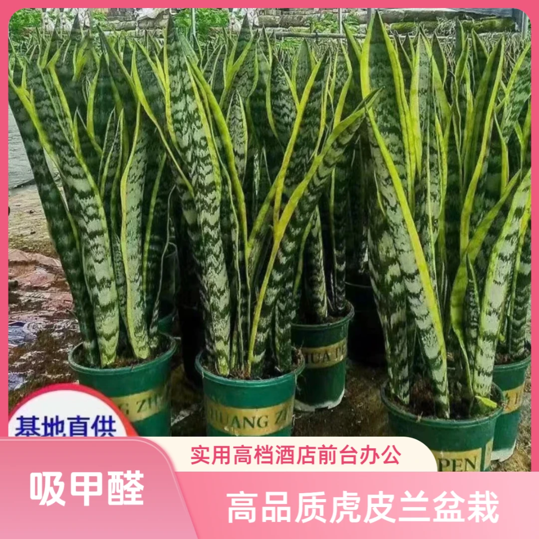 金边虎皮兰新房吸甲醛净化空气防辐射室内花卉绿植盆栽高矮虎尾兰