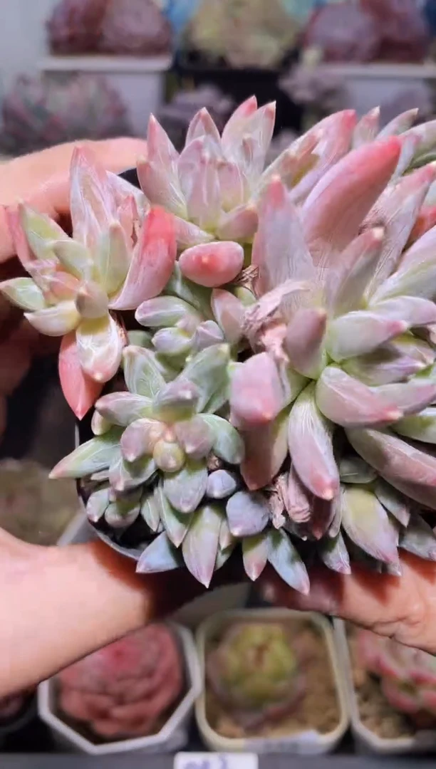 【闪购商品】180羽毛美人多肉