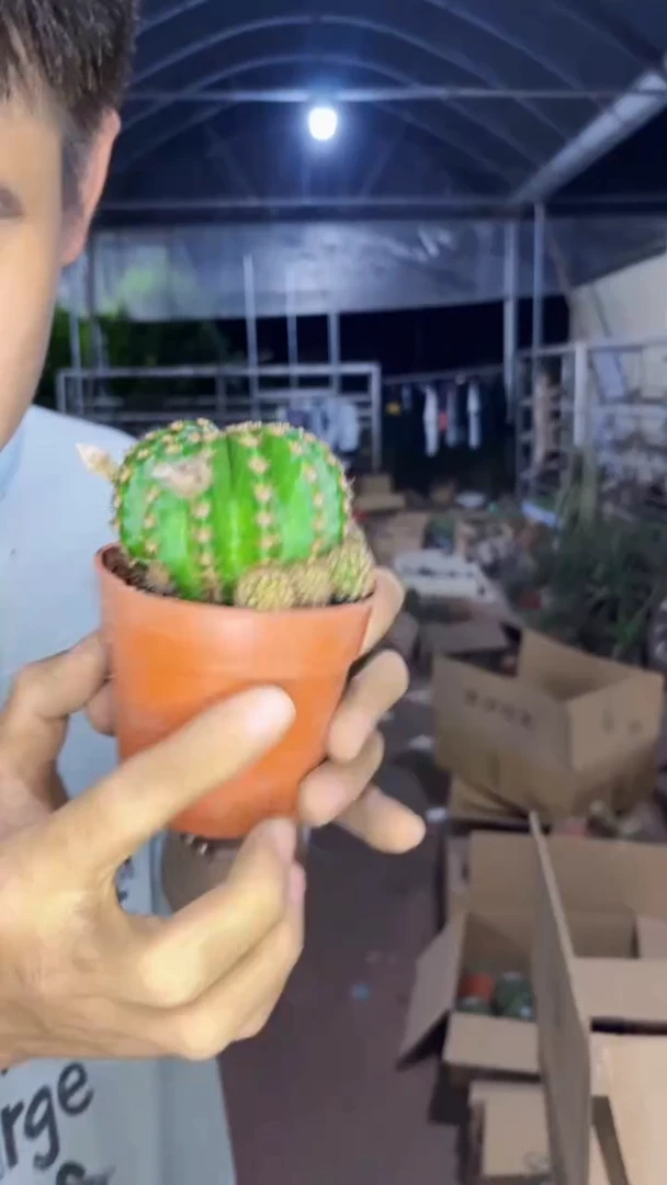 2颗 中号 浓桃筋【带根】