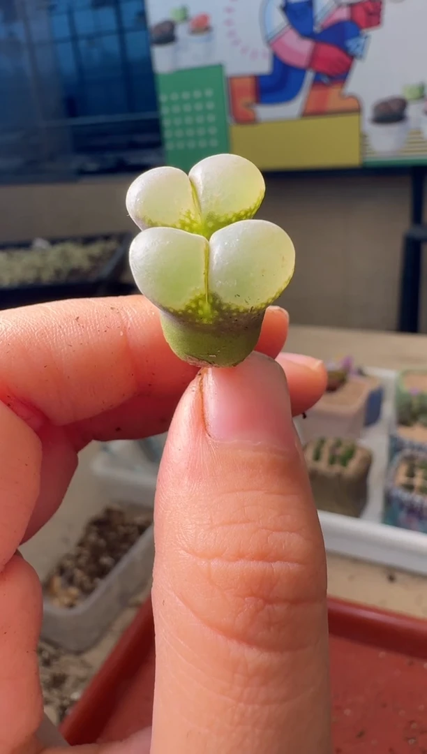 香***酥5-577多肉植物肉锥