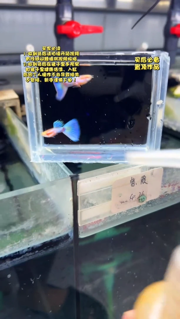 孔雀鱼无怨孔雀鱼
