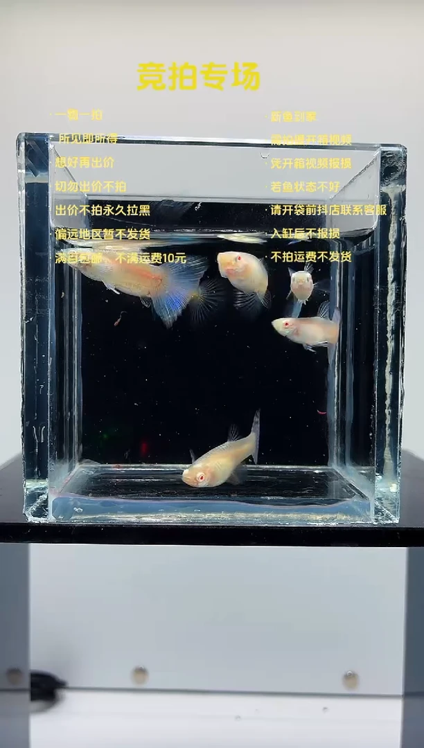 孔雀鱼超白蓝尾三对-79