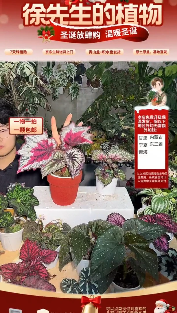 完全开放圣尼克秋海棠