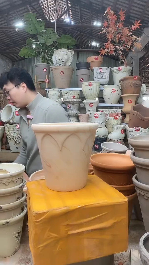 【闪购商品】缸1个18*18皇冠红白陶玛琪朵 无托无托
