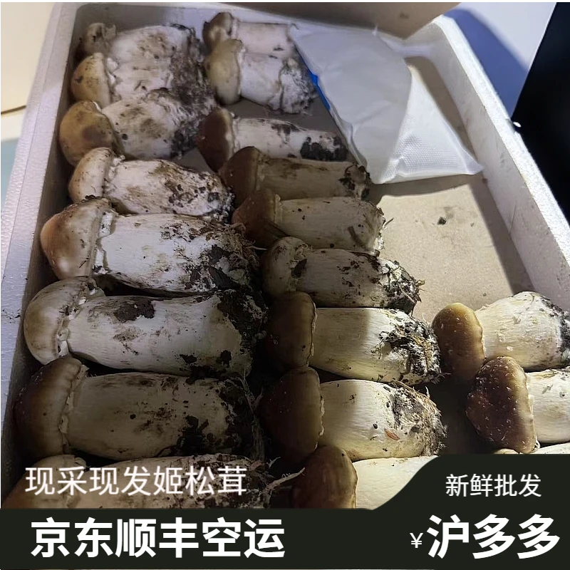 【商户批发专供】拍一斤送1斤新鲜鲜姬松茸菌食用菌松茸菇鲜松茸菌