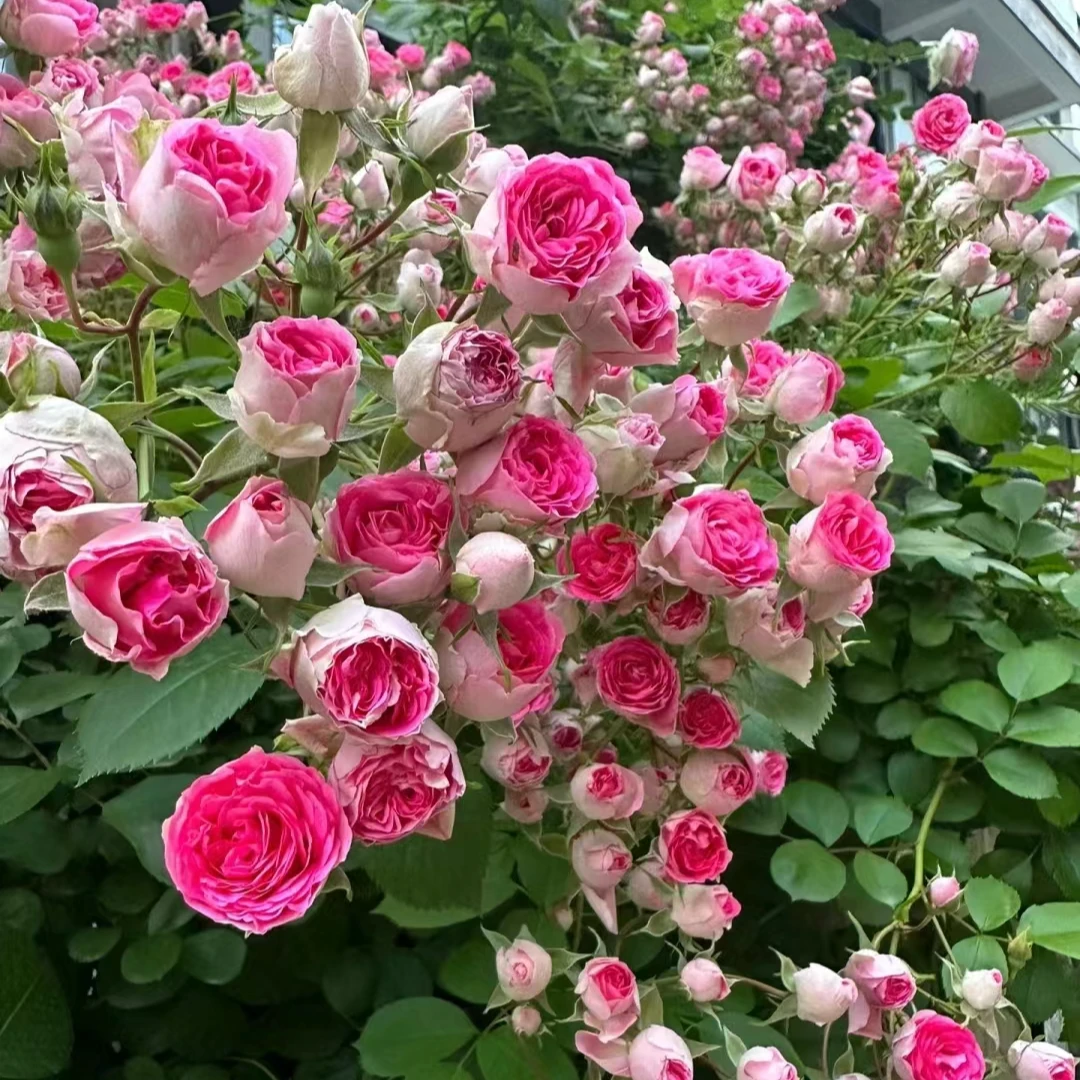 胭脂扣中苗   四季灌木月季