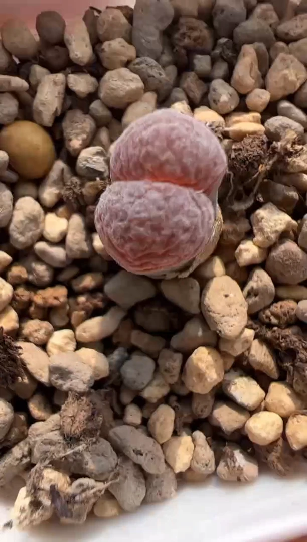 13。。。。。。。。。。。。。。。。。。。