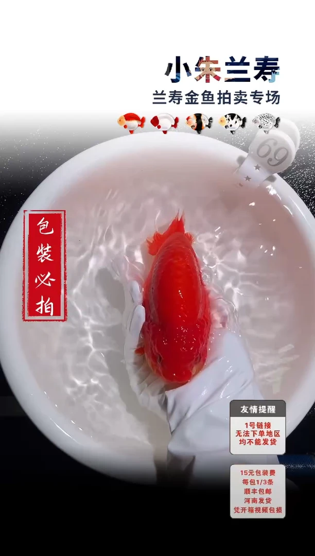 金鱼包装必拍未拍顺丰到付69号
