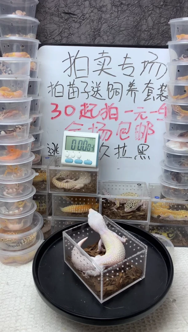 豹纹守宫雪花白骑士