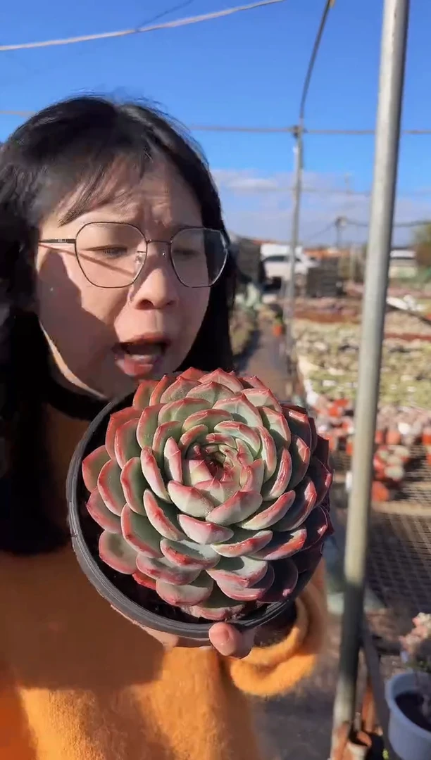 超大红鸾带盆土39.99