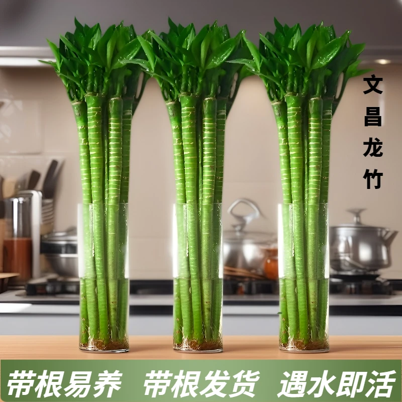 文昌竹水培植物客厅招财粗杆带根水养竹子室内绿植发财竹富贵龙竹