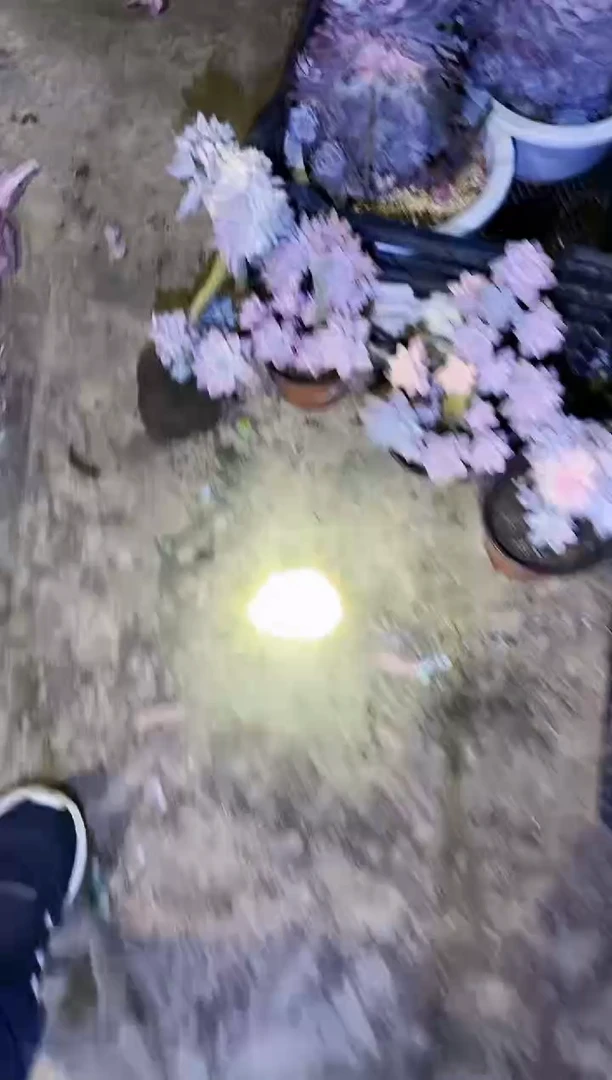 淡雪锦缀化￥15.8