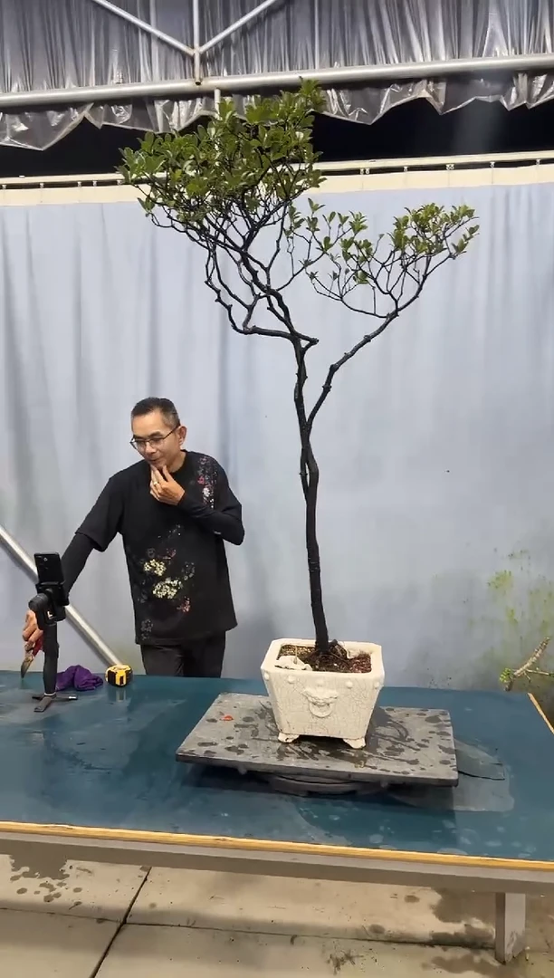 无花朵春花春花春花春花春花