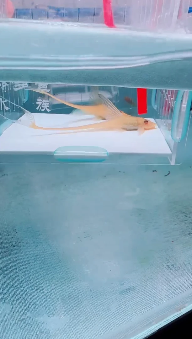 清道夫9+不包入缸损108