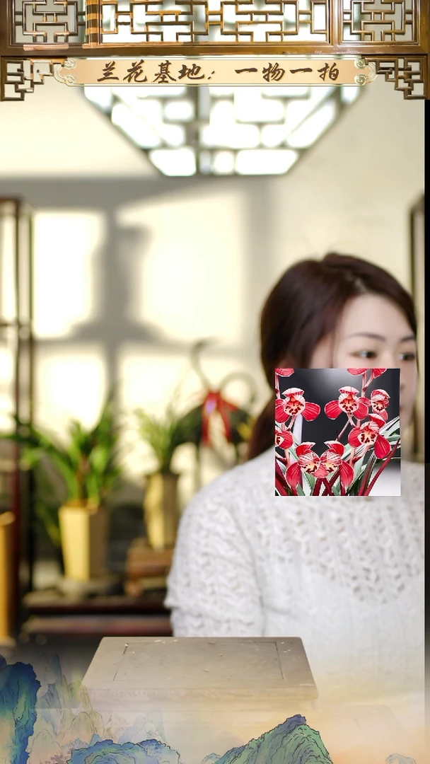 全部花苞建兰东方红荷5苗以上