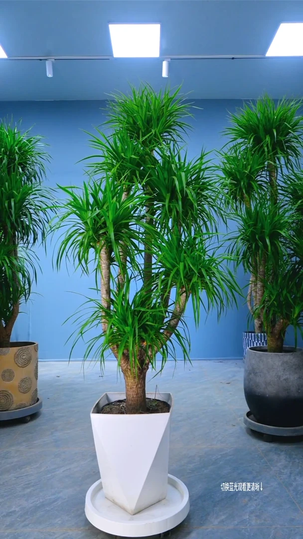 完全开放血**水龙血树，带盆种好