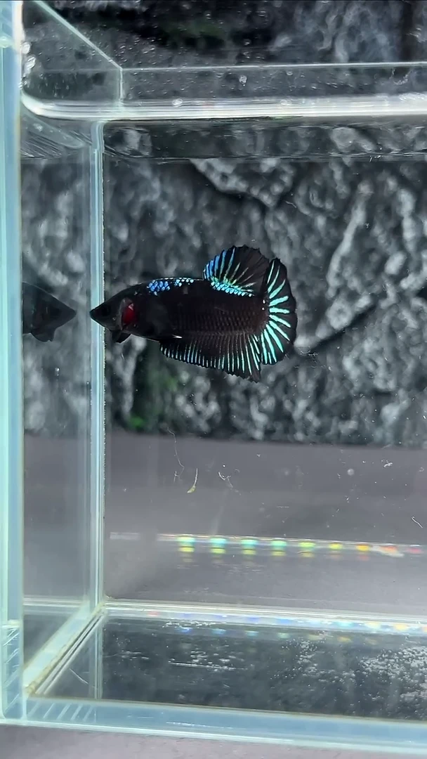 斗鱼竞拍链接A065