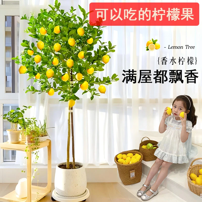 广东四季香水柠檬树苗带花带果室内外绿植盆栽果子可食用客厅阳台