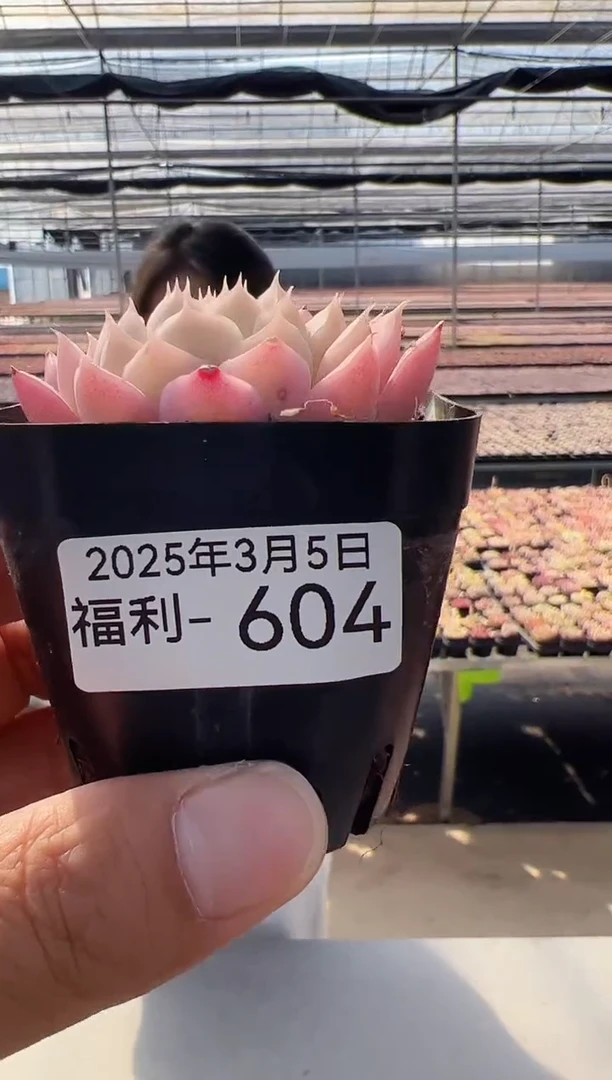 【闪购商品】福利多肉-604