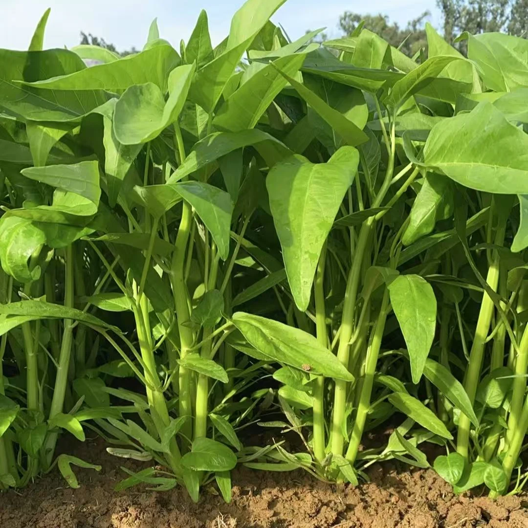 三叉空心菜适应南方四季种植发芽率高大叶大杆通菜盘栽