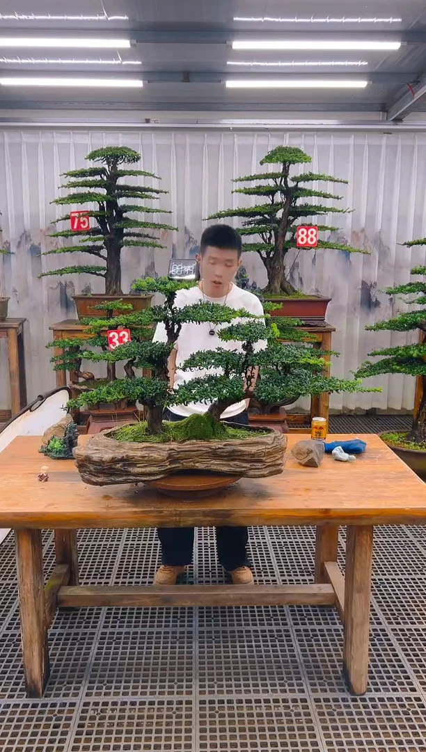 无花朵精品盆景直播间一物一拍