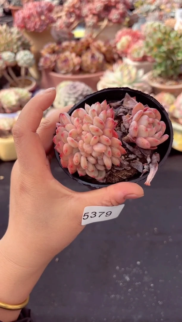 【闪购商品】5379粉珍妮缀化多肉