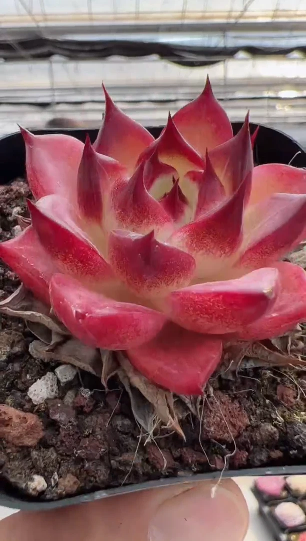 【闪购商品】新款多肉-108