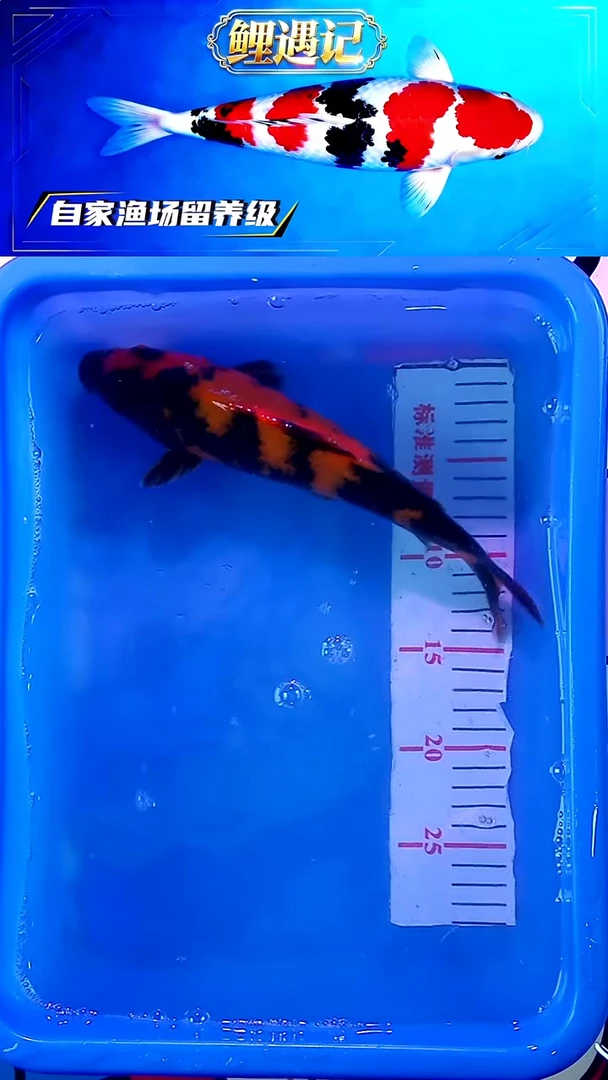 锦鲤12月23日锦鲤28