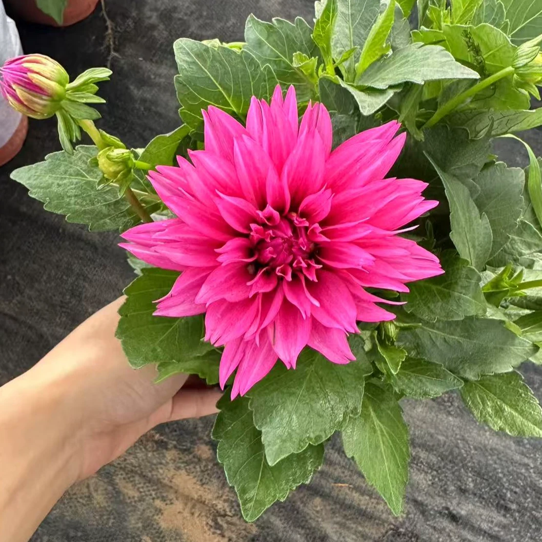 中昌花卉【小丽花】花卉绿植盆栽