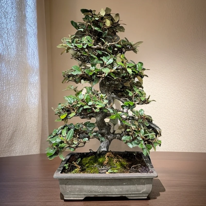 精品老桩 胡秃子