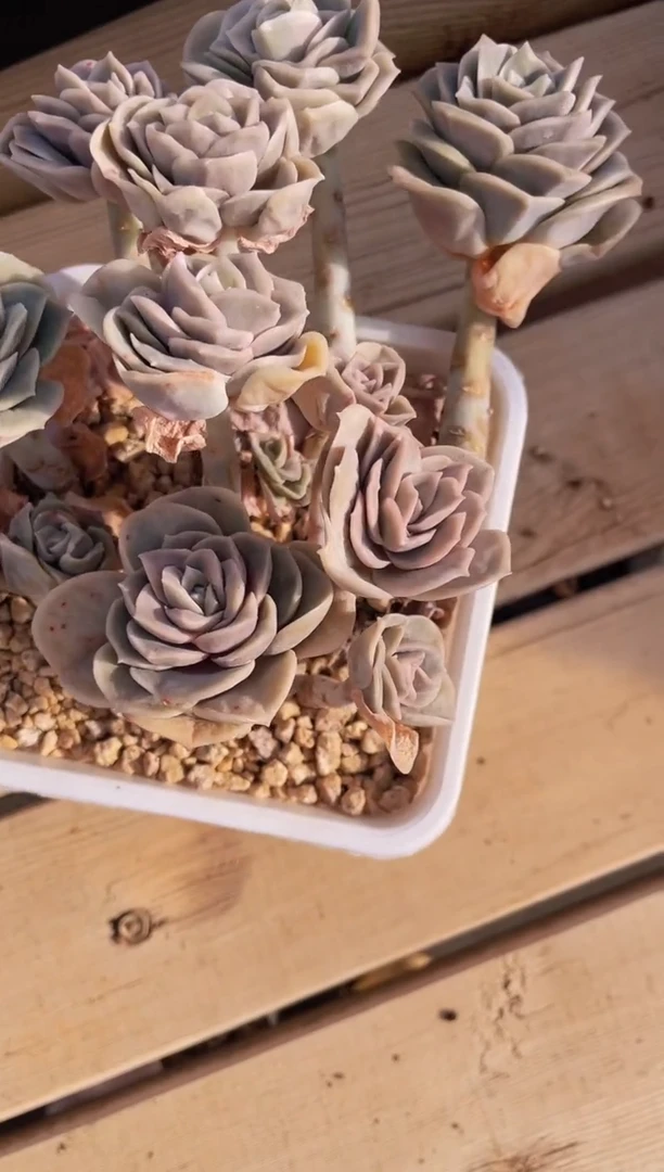 【闪购商品】452可爱玫瑰多肉不保整