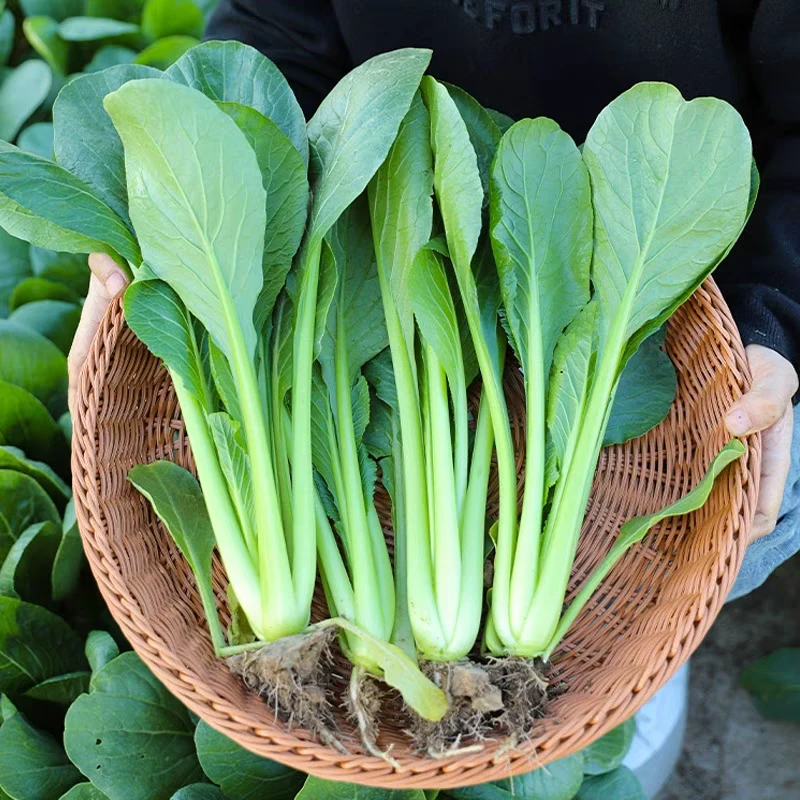 夏播耐热小松菜种子夏秋四季播种蔬菜种籽阳台盆栽早熟耐热小青菜