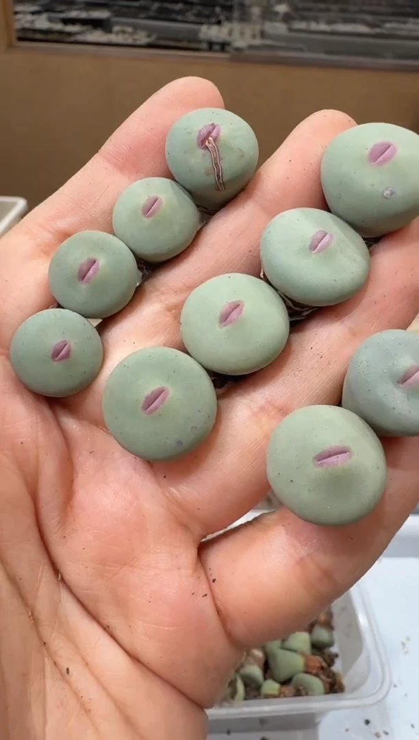 $*$多肉植物肉锥脱土发31-237 dows