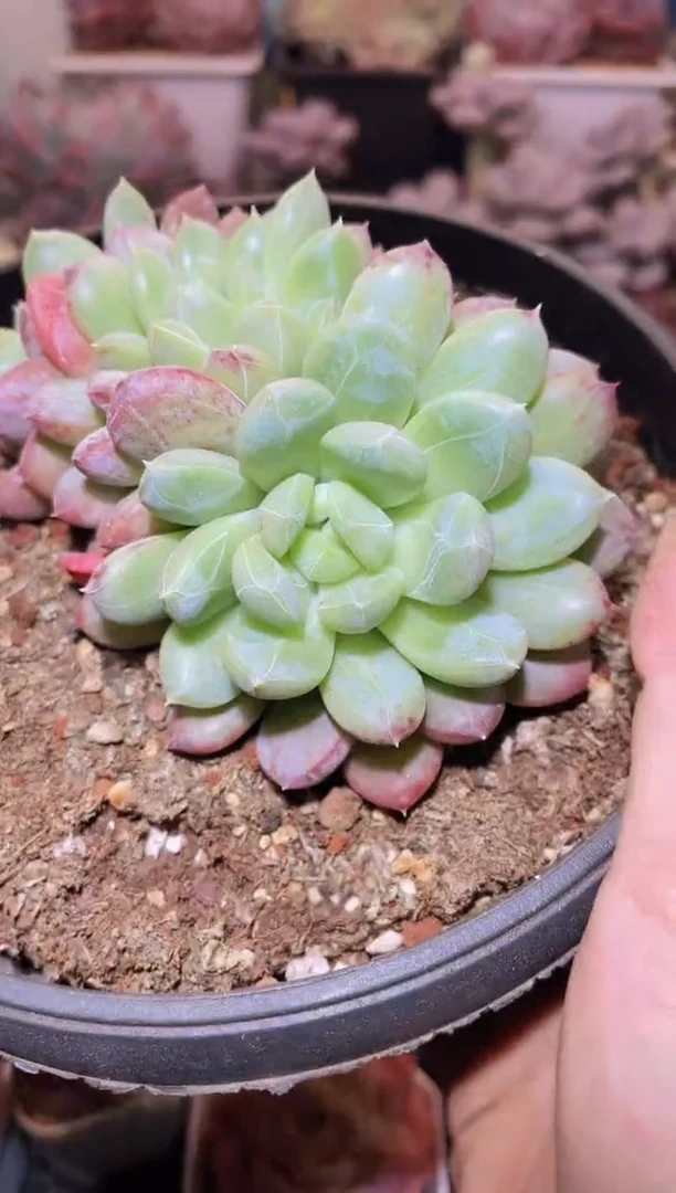 【闪购商品】017百达翡丽