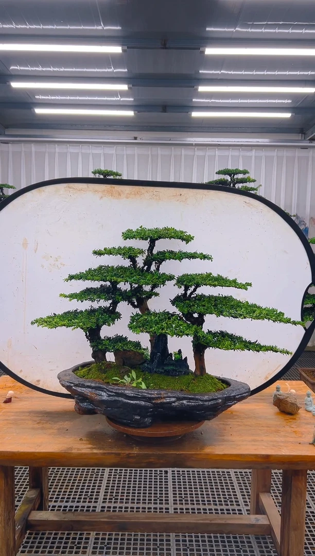 无花朵舞****！精品盆景直播间一物一拍