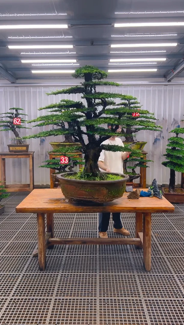 无花朵一**好精品盆景直播间一物一拍