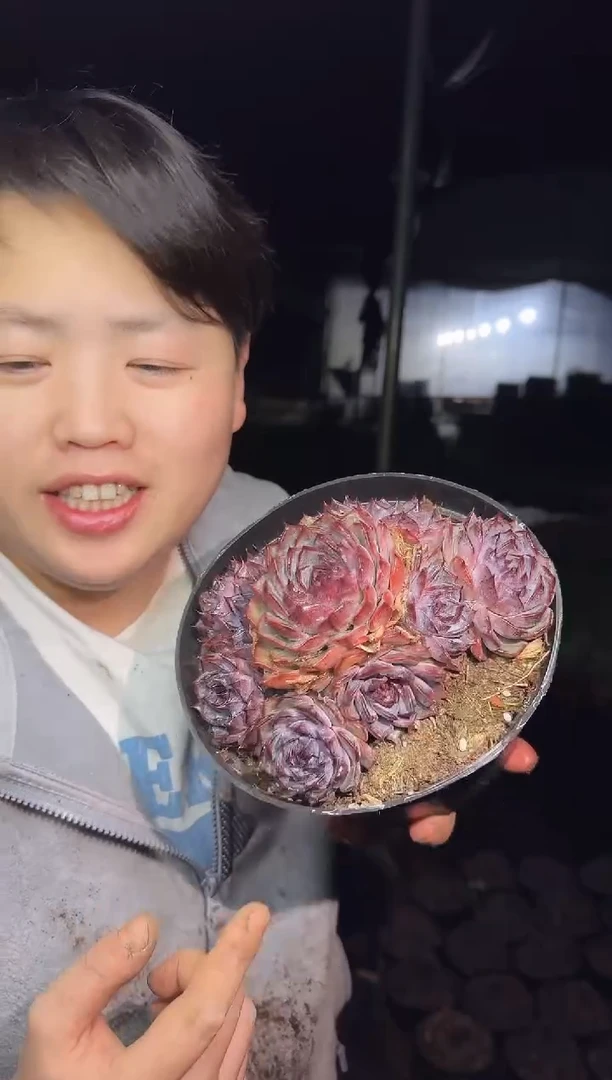 露养区无砍多头蓝色妖姬9.99