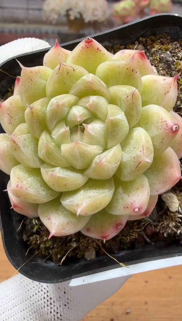 东云多肉园二店-141