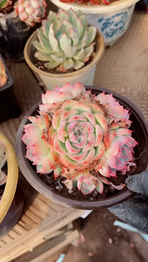 【闪购商品】10229