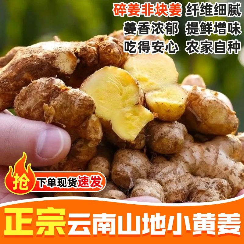 小黄姜3斤装老姜头碎姜香味浓郁辛辣够味非整块姜