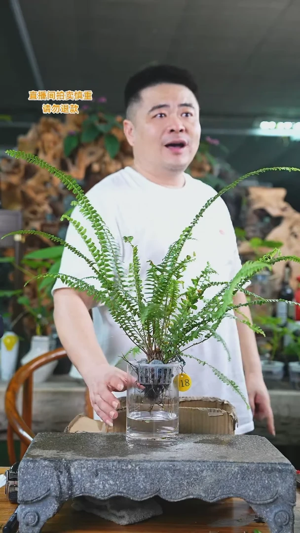 当前无花栽培后可以开花018肾蕨T