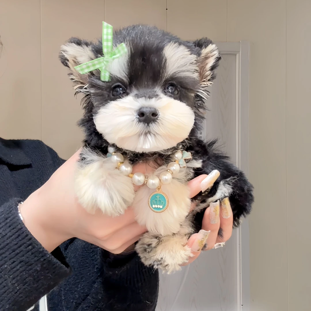 智趣雪纳瑞小狗幼犬活体狗狗家庭宠物包犬瘟犬细小30天小型犬小狗